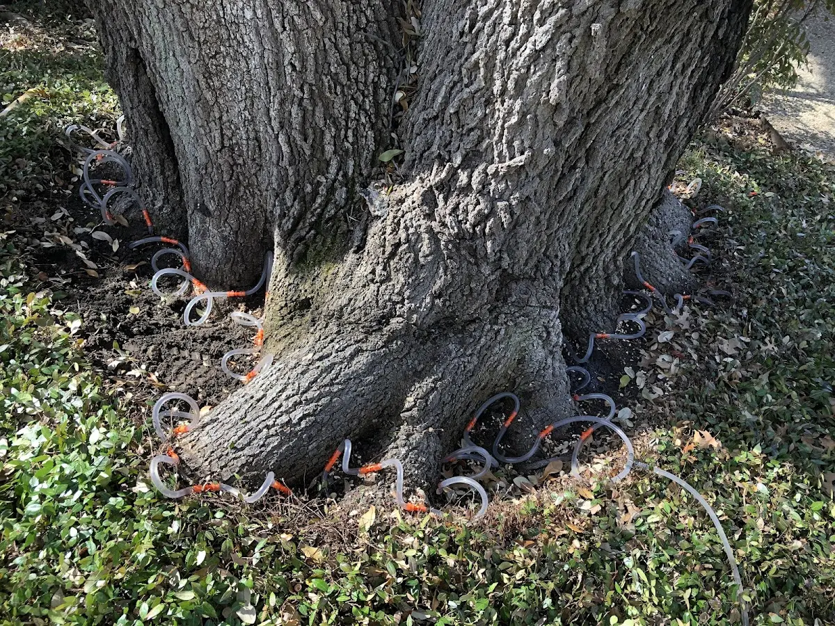 Detailed Tree Cabling and Bracing job site in Mayhew
