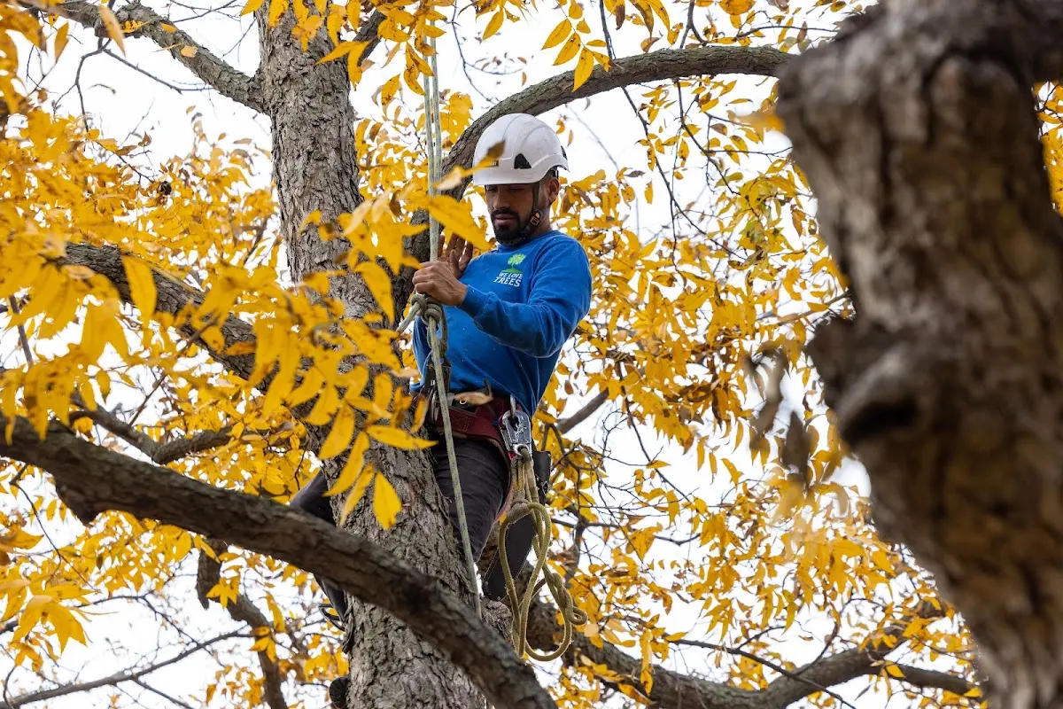 Skilled Storm Damage Cleanup crew working in Mayhew