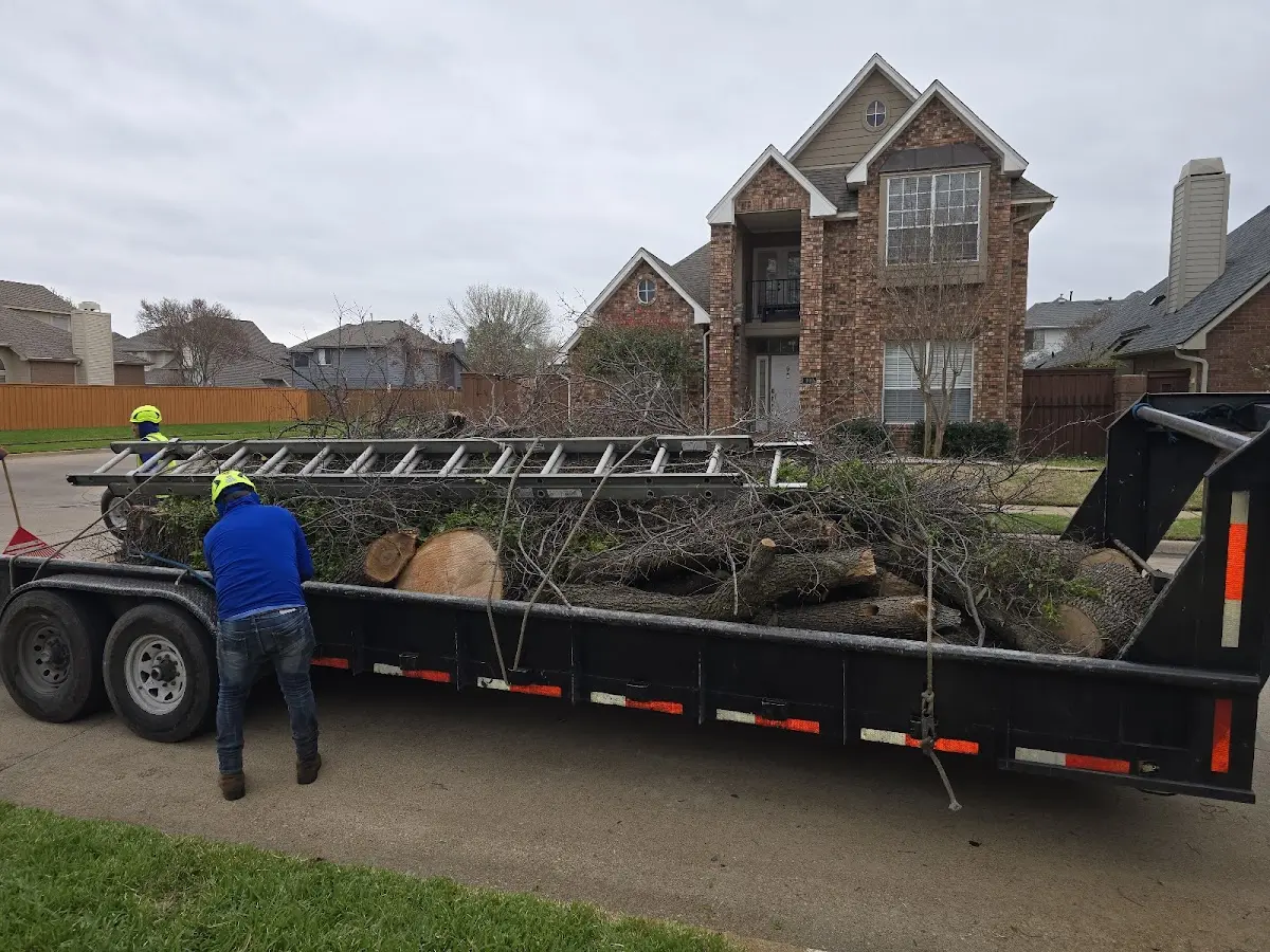 Expert Tree Removal with proper safety equipment in Mayhew